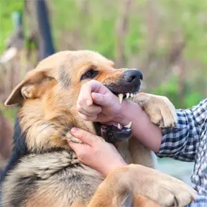 The Longo Firm | Davie, FL Dog Bites Law Firm